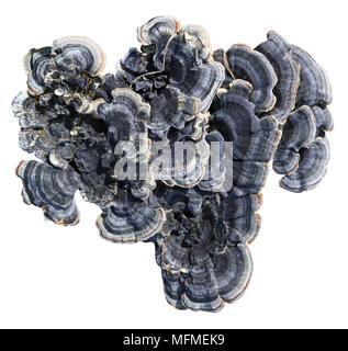 Colonies of blue  European forest tree fungi macro texture. Isolated on white sunny spring  day outdoor shot. Stock Photo