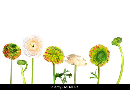 Set of beautiful ranunculus flowers pale creamy and green with red edges of petals isolated on white background with buds and leaves. Floral border, s Stock Photo