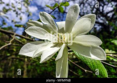 Magnolia Gold Star beautiful flower Stock Photo