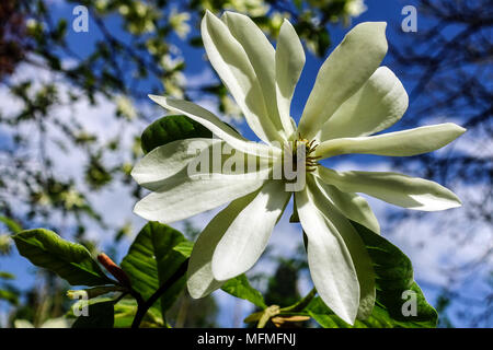 Magnolia stellata Gold Star, Flowering shrubs Stock Photo