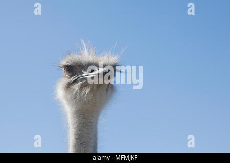 AFRICAN OSTRICH FARM IN GARCZYN Stock Photo