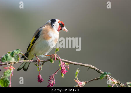 A profile portrait photograph of a goldfinch perched on a branch of pink red flowers buds posing and looking to the right Stock Photo