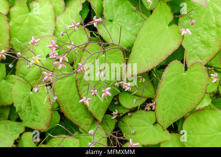 Barrenwort, Epimedium foliage Epimediums cantabrigiense Stock Photo