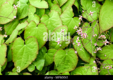 Barrenwort, Epimedium cantabrigiense foliage Stock Photo