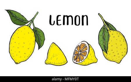 Whole lemon, sliced pieces, half, leafe and seed sketch. Fruit engraved style illustration. Detailed citrus drawing. Great for water, juice, detox dri Stock Vector