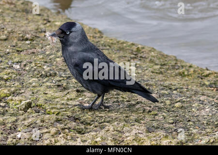 Western jackdaw (Coloeus monedula) with nesting materials in its beak Stock Photo