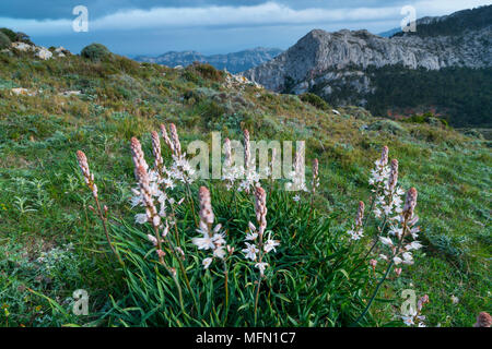 Asphodelus albus, common name white asphodel, is a herbaceous perennial plant belonging to the genus Asphodelus. The Ports Natural Park, Terres de l'E Stock Photo