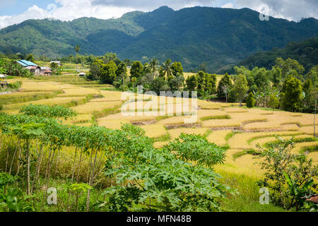 Terraced rice fields near Ende, Flores Island (East Nusa Tenggara), Indonesia. Stock Photo
