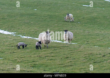 Inquisitive sheep and lambs with snow on the ground Stock Photo