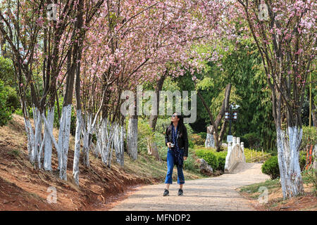 Lijiang, China - March 23, 2018: Attractive young Chinese woman walking under cherry trees in fool bloom in Lijiang, Yunnan - China Stock Photo