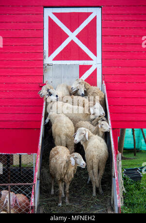 Flock of sheep standing at the entrance of sheep barn Stock Photo