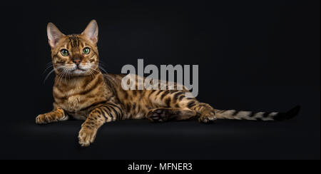 Adult shiny male with green eyes bengal cat laying down and looking straight in camera isolated on black background Stock Photo