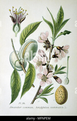 Common or Sweet Almond ( Amygdalus commonus or Prunus Dulcis) small deciduous tree widely grown for the kernel of its fruit.    From Amedee Masclef 'Atlas des Plantes de France', Paris, 1893. Stock Photo