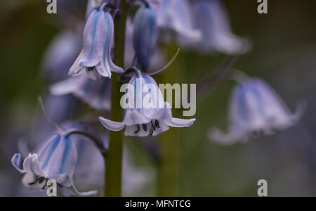 Close Up of a cluster of Spanish Bluebells, Hyacinthoids in a garden in Shepperton, England, U.K. Stock Photo