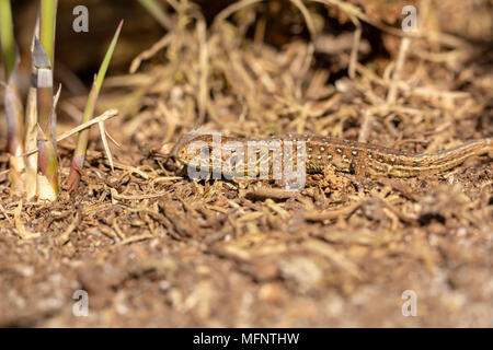 Macro photograph of a juvenile Sand lizard side-on to camera Stock Photo