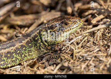 Macro photograph of male sand lizard with the characteristic vibrant green flanks which help attract a mate Stock Photo