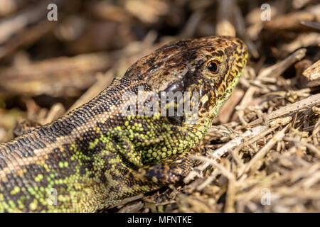 Macro photograph of male sand lizard with the characteristic vibrant green flanks which help attract a mate Stock Photo