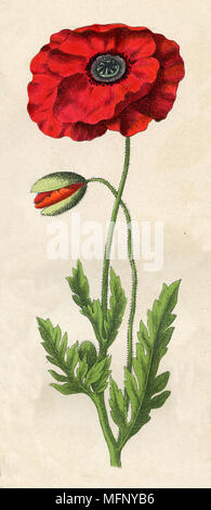 Papaver rhoeas, common poppy, corn poppy, corn rose, field poppy, Flanders poppy or red poppy, Stock Photo