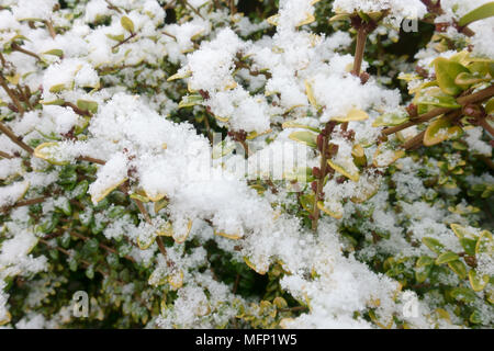 Light dusting of snow on fresh leaves of hedging plant Lonicera nitida aurea Baggesen's Gold on cold winter day, March Stock Photo