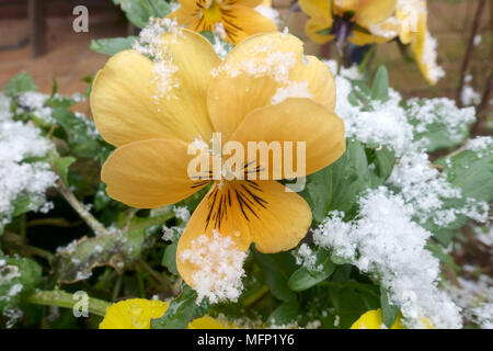 Light dusting of snow on the flower and leaves of a pot grown orange yellow winter pansy, Viola, flower, March Stock Photo