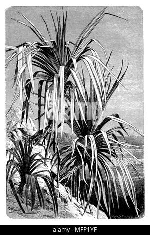 Pandanus utilis, the common screwpine, Olof Winkler u. Kbg & Oe X J  1888 Stock Photo
