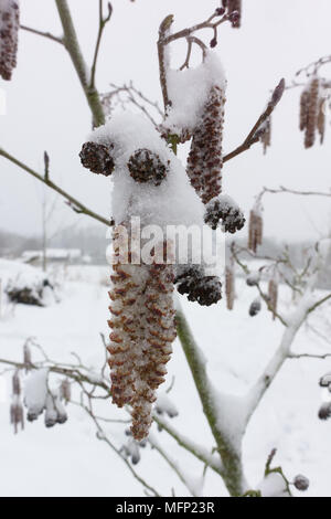 Dusting of snow on male catkins and immature female flowers of an alder, Alnus glutinosa, tree in  late winter, March Stock Photo