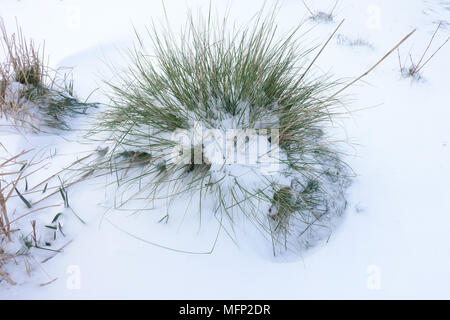 Fresh deep snow covering on golden oats or giant feather grass, Stipa gigantea,  on a cold grey winter day in March Stock Photo