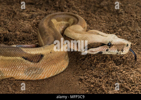 Boa constrictor imperator – mutational form Hypo Jungle. Albino – male. Snake shows her tongue Stock Photo