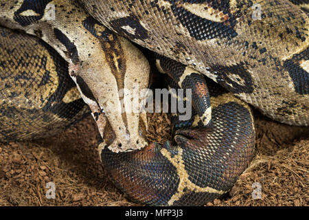 colombian boa constrictor