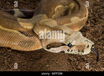 Boa constrictor imperator. Mutational form Hypo Jungle. Albino – male. Snake shows her tongue Stock Photo