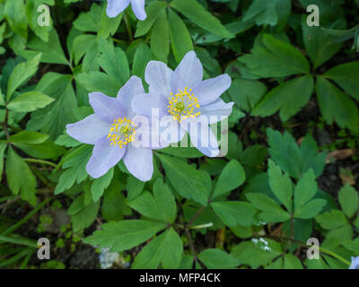 Close up of the sky blue flowers of Anemone nemorosa 'Robinsoniana' against its leaves Stock Photo