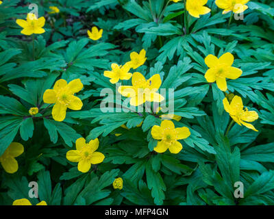 The bright yellow flowers of Anemone ranunculoides against a background of its deeply dissected foliage Stock Photo