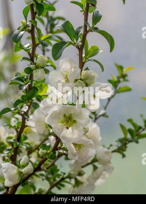 The pure white flowers of Chaenomeles Jet Trial against a a pale background Stock Photo