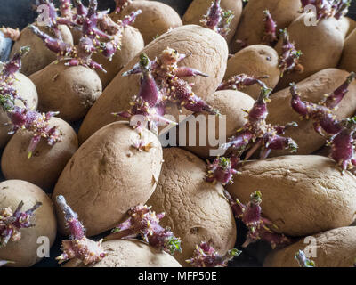 Close up of a tray of potatoes with stout shoots ready for planting Stock Photo