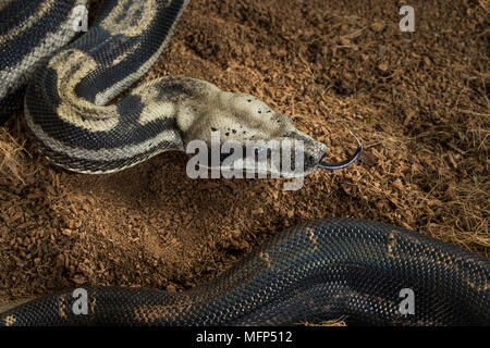 Close up of Boa constrictor imperator – mutational form Motley, Snow. Female Stock Photo