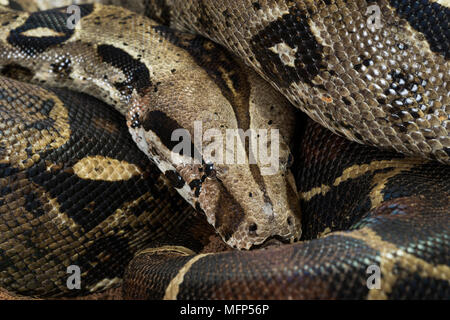 Close up of Boa constrictor imperator - nominal Colombia. Colombian redtail boas – females Stock Photo