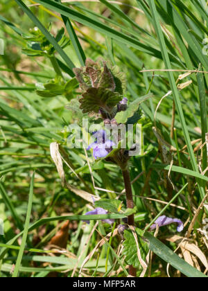 A single flower spike of ground ivy, Glechoma hederacea growing in grass Stock Photo