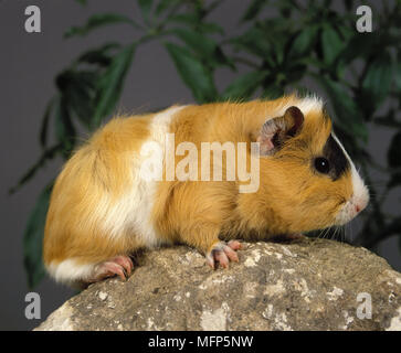 Guinea Pig, cavia porcellus, Adult standing on Rock Stock Photo