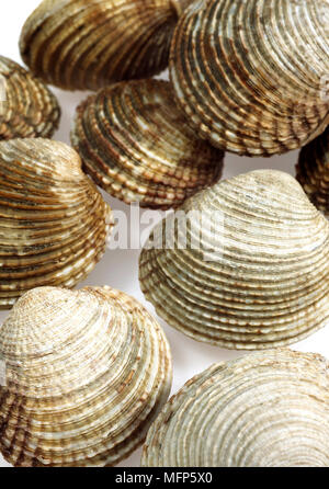 Clams, venus verrucosa, Shells against White Background Stock Photo