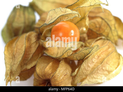 Chinese Lantern Fruit, physalis alkekengi, Fruits against white Background Stock Photo