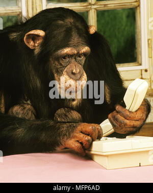 man touching chimpanzee hand