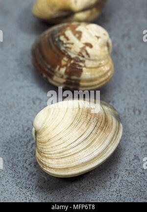 Clams, venerupis sp, Fresh Shells against White Background Stock Photo ...