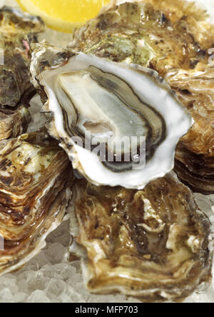 French Oyster Called Marennes d'Oleron, ostrea edulis, Seafoods on Ice Stock Photo