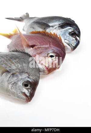 Red Sea Bream, pagellus bogaraveo, Grey Sea Bream, spondyliosoma cantharus, and Gilthead Bream, sparus auratus, Fresh Fishes against White Background Stock Photo