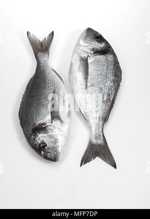 Gilthead Bream, sparus auratus, Fresh Fish against White Background Stock Photo