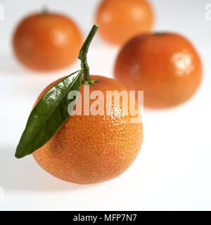 Clementine, citrus reticulata, Fruit against White Background Stock Photo