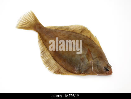 Fresh Brill, scophthalmus rhombus against White Background Stock Photo