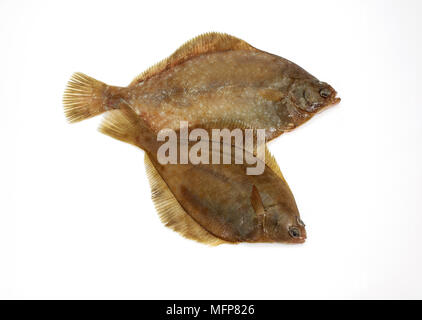 Fresh Brill, scophthalmus rhombus against White Background Stock Photo