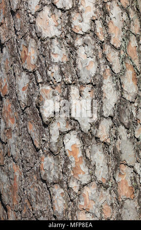 bark of pine, wood pine, pinus sylvestris Stock Photo