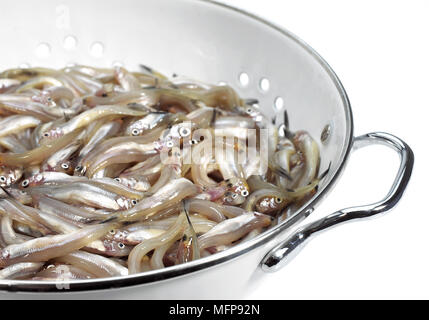 Fresh Smelts, osmerus eperlanus against White Background Stock Photo